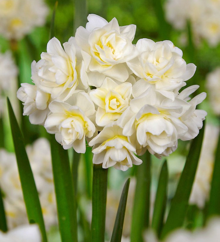 Narcissus Erlicheer - The Irish Gardener Store