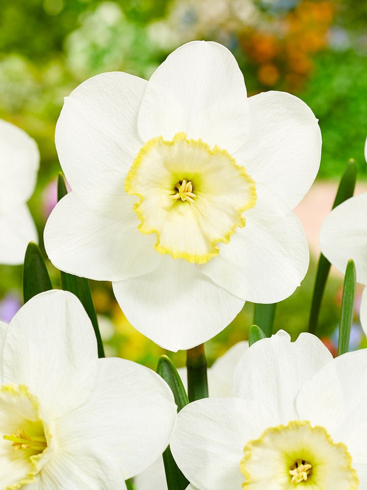 Narcissus Frosty Snow - The Irish Gardener Store