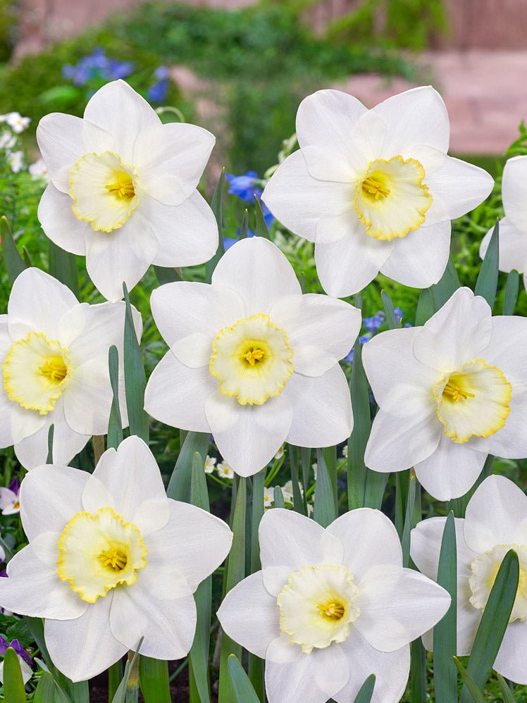 Narcissus Frosty Snow - The Irish Gardener Store