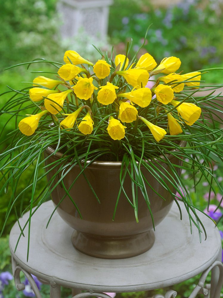 Narcissus Golden Bells - The Irish Gardener Store