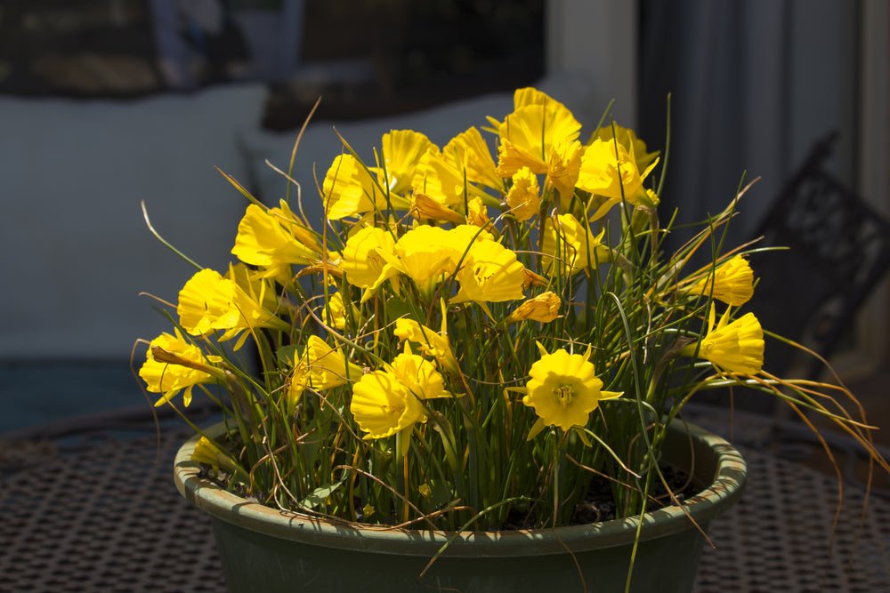 Narcissus Golden Bells - The Irish Gardener Store
