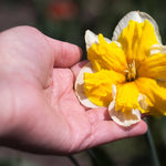 Narcissus Orangery - The Irish Gardener Store