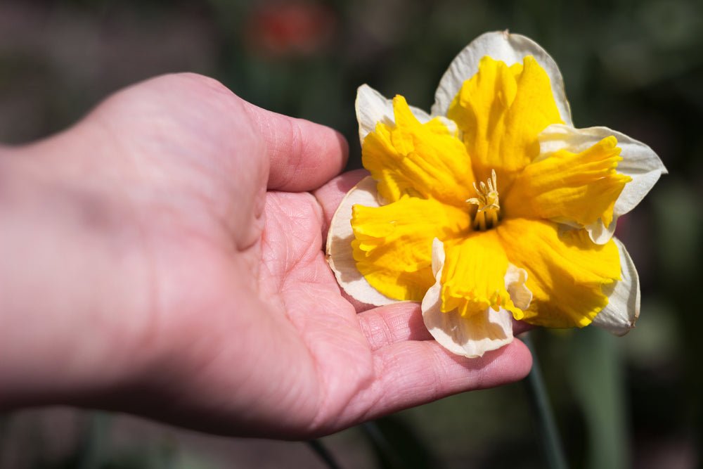 Narcissus Orangery - The Irish Gardener Store
