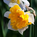 Narcissus Orangery - The Irish Gardener Store
