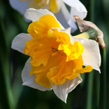 Narcissus Orangery - The Irish Gardener Store