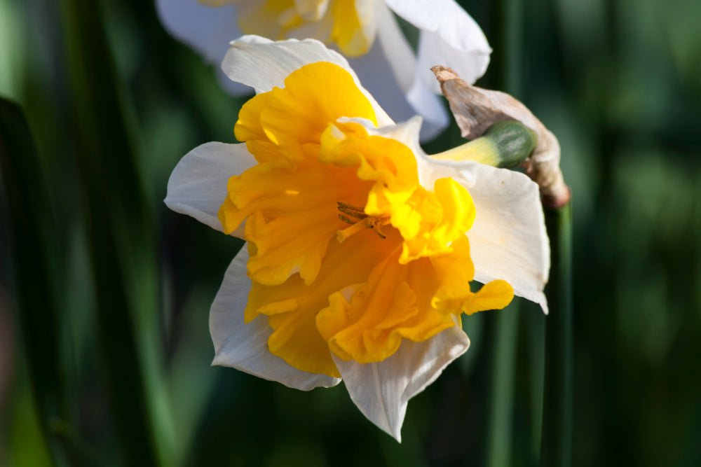 Narcissus Orangery - The Irish Gardener Store