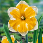 Narcissus Orangery - The Irish Gardener Store
