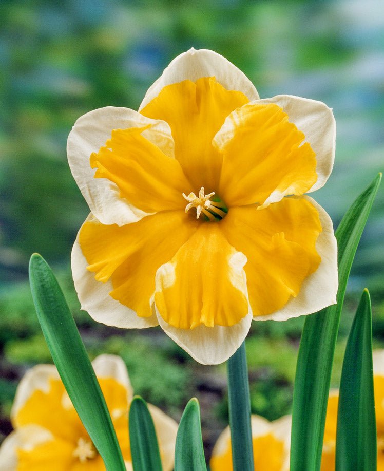 Narcissus Orangery - The Irish Gardener Store