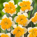 Narcissus Orangery - The Irish Gardener Store