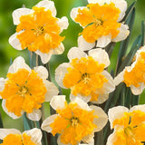 Narcissus Orangery - The Irish Gardener Store