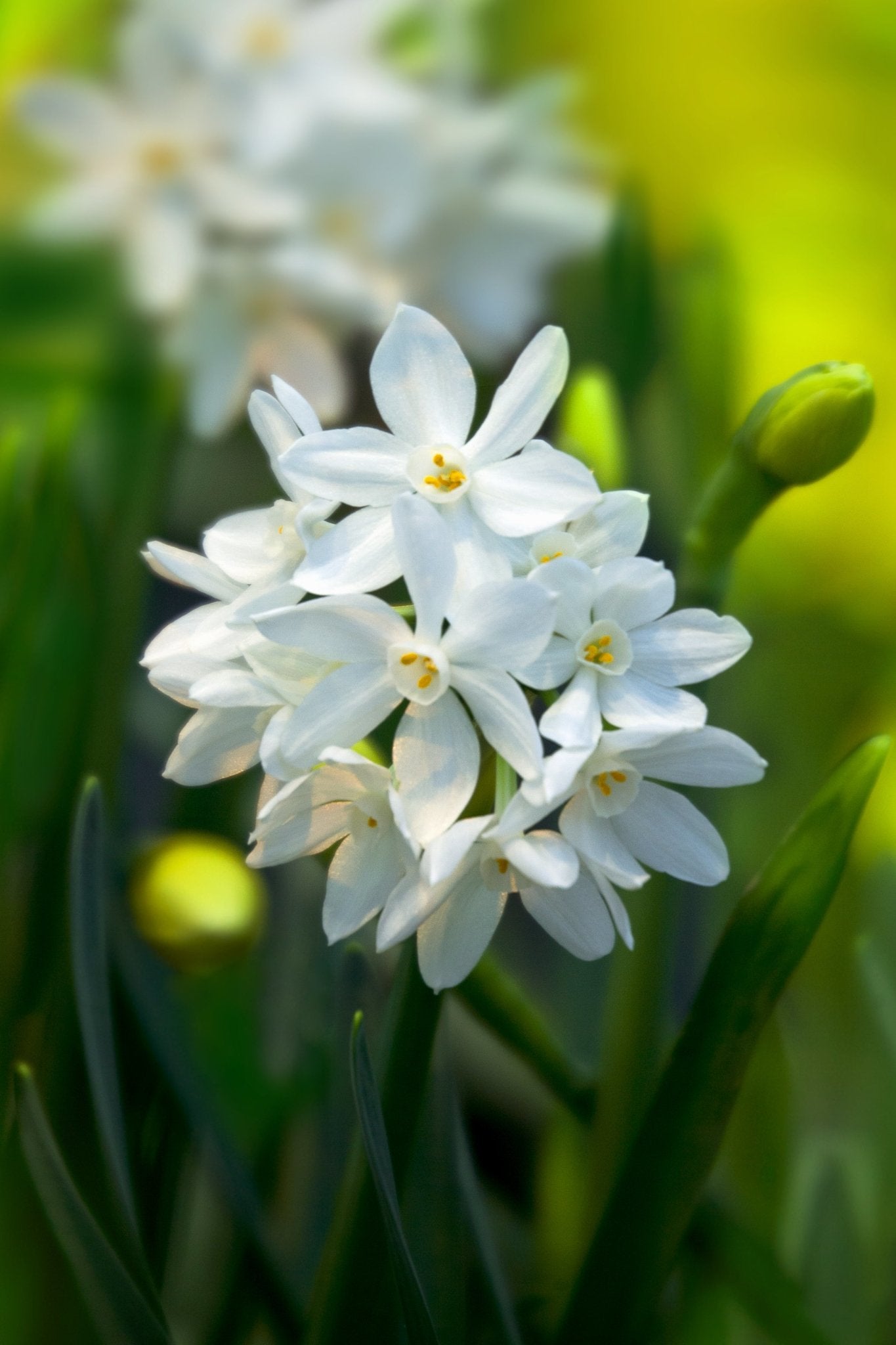 Narcissus Paperwhite - The Irish Gardener Store