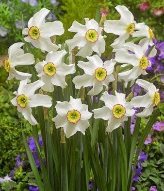 Narcissus Pheasant Eye - The Irish Gardener Store