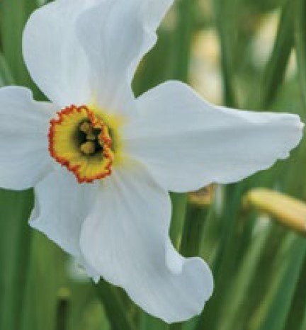 Narcissus Pheasant Eye - The Irish Gardener Store