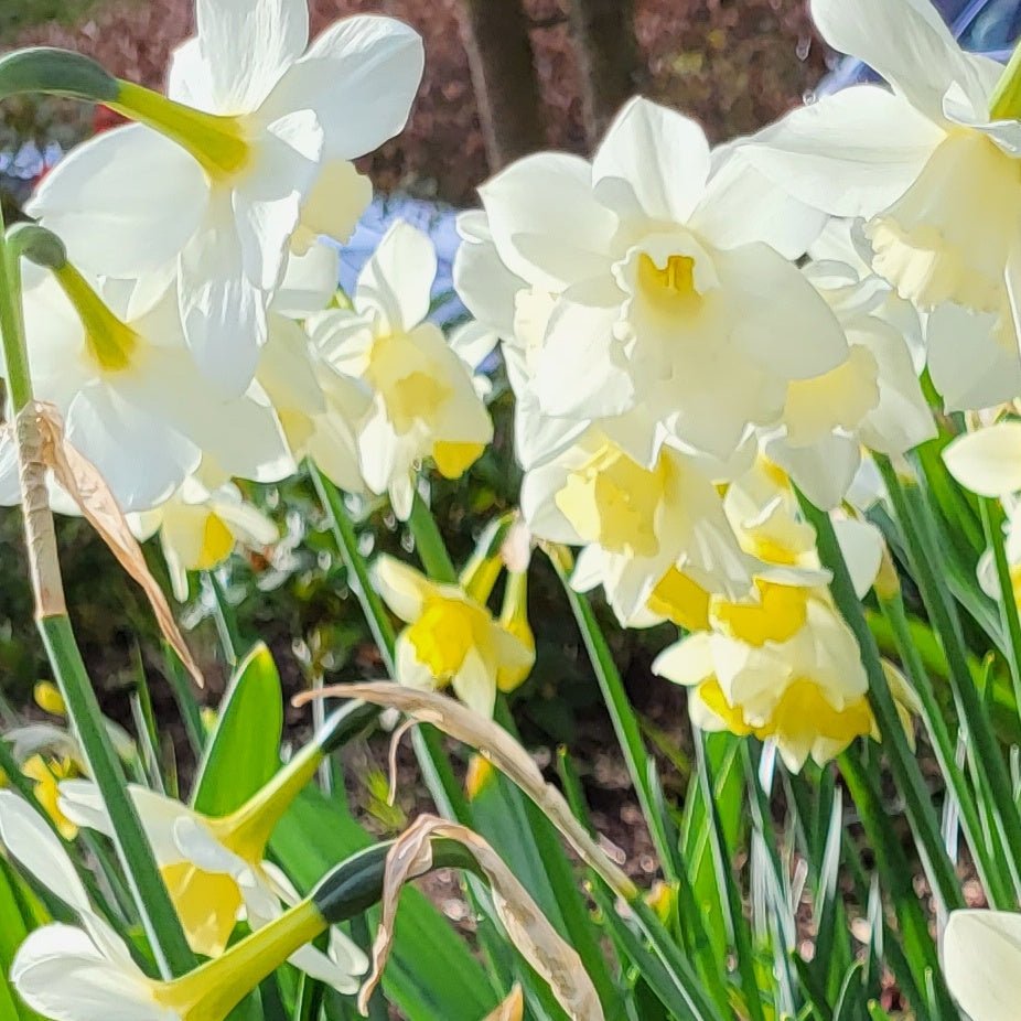 Narcissus Pueblo - The Irish Gardener Store