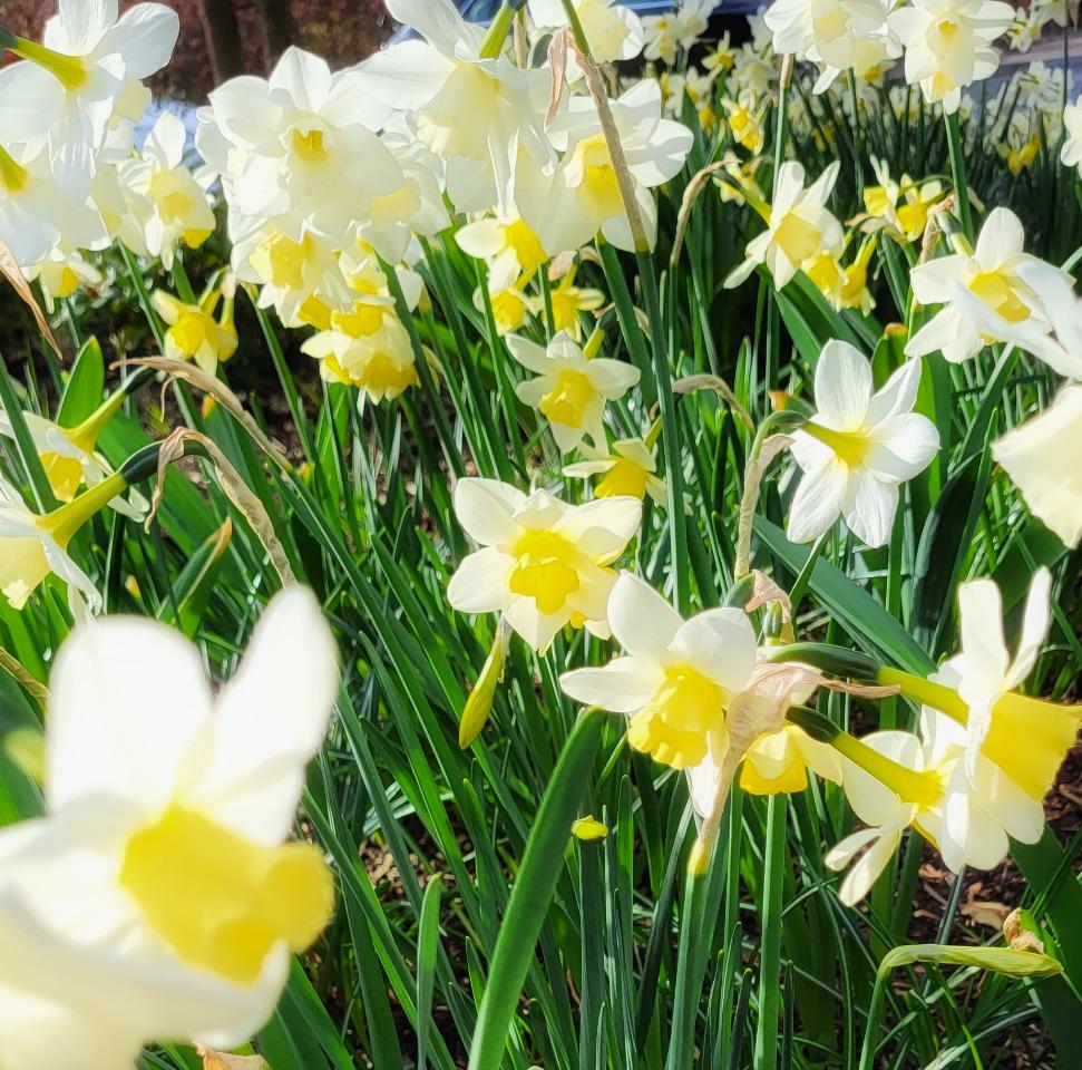 Narcissus Pueblo - The Irish Gardener Store