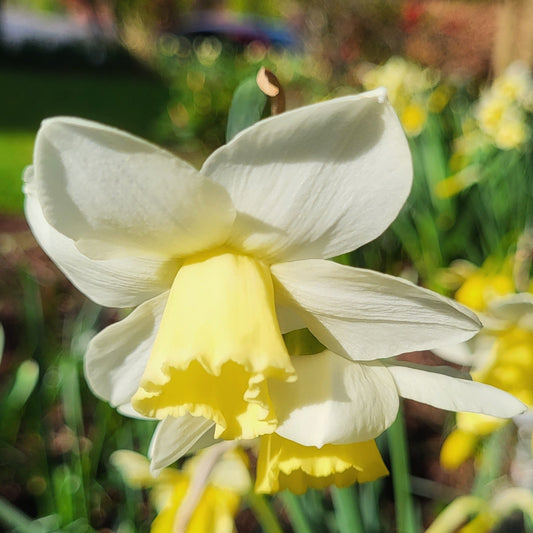 Narcissus Pueblo - The Irish Gardener Store