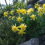 Narcissus Rip Van Winkle - The Irish Gardener Store