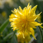 Narcissus Rip Van Winkle - The Irish Gardener Store