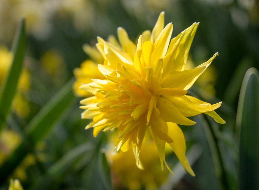 Narcissus Rip Van Winkle - The Irish Gardener Store