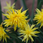 Narcissus Rip Van Winkle - The Irish Gardener Store