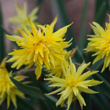 Narcissus Rip Van Winkle - The Irish Gardener Store