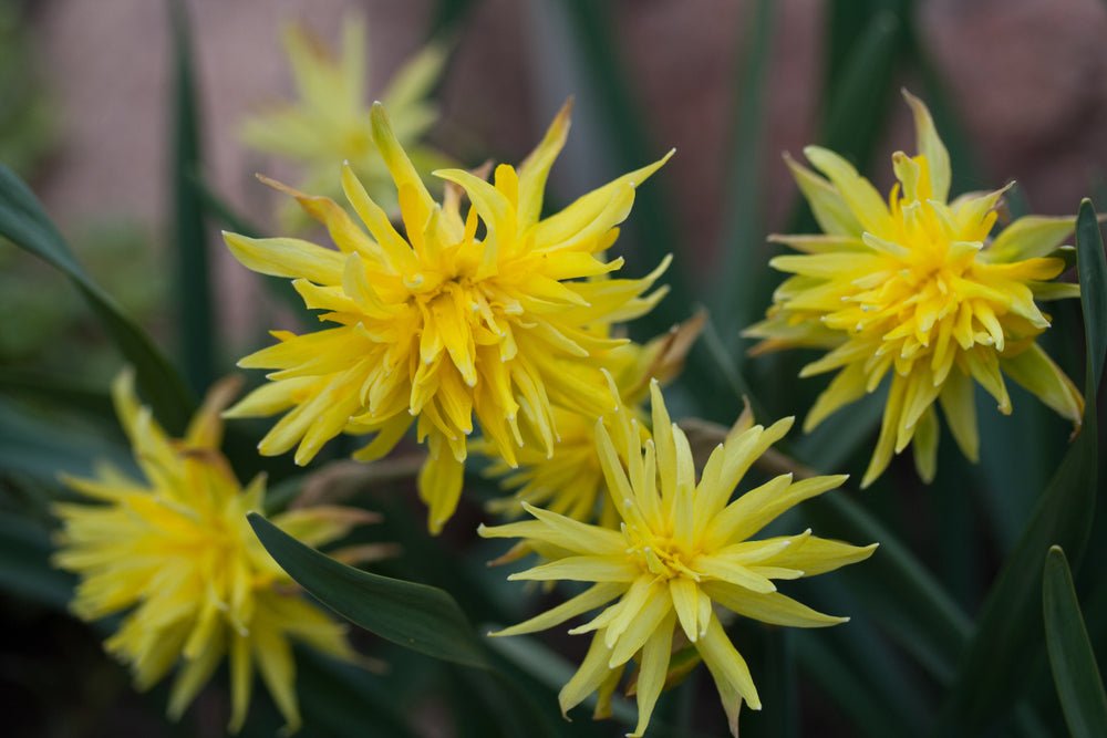 Narcissus Rip Van Winkle - The Irish Gardener Store