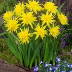 Narcissus Rip Van Winkle - The Irish Gardener Store, Cluster of vibrant yellow Narcissus Rip Van Winkle flowers in full bloom, with their distinctive starburst double petals. The flowers are set against a background of green foliage and a tree trunk, accompanied by small blue and white blossoms at the base
