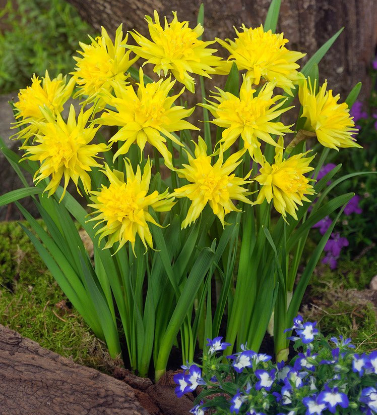 Narcissus Rip Van Winkle - The Irish Gardener Store, Cluster of vibrant yellow Narcissus Rip Van Winkle flowers in full bloom, with their distinctive starburst double petals. The flowers are set against a background of green foliage and a tree trunk, accompanied by small blue and white blossoms at the base