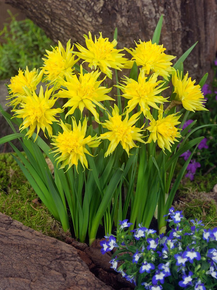 Narcissus Rip Van Winkle - The Irish Gardener Store, Cluster of vibrant yellow Narcissus Rip Van Winkle flowers in full bloom, with their distinctive starburst double petals. The flowers are set against a background of green foliage and a tree trunk, accompanied by small blue and white blossoms at the base