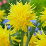 Narcissus Rip Van Winkle - The Irish Gardener Store