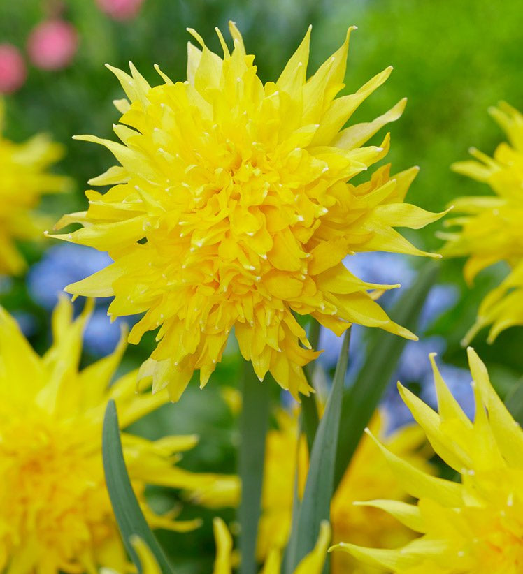 Narcissus Rip Van Winkle - The Irish Gardener Store