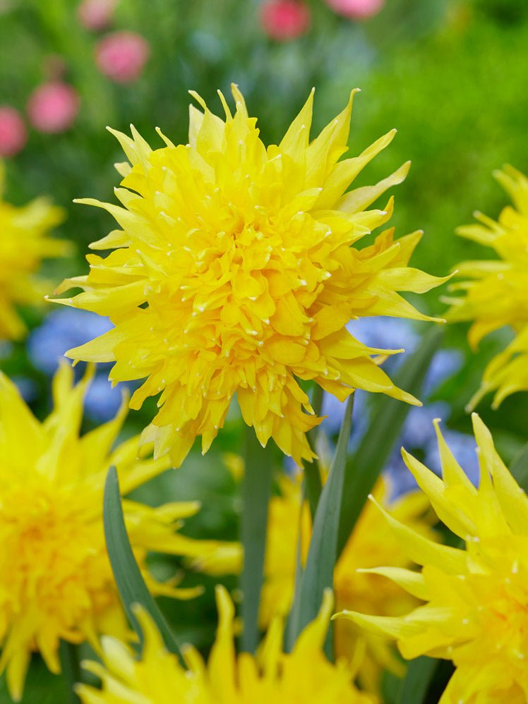 Narcissus Rip Van Winkle - The Irish Gardener Store