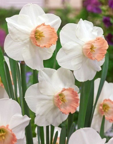Narcissus Satin Pink - The Irish Gardener Store