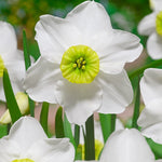 Narcissus Sinopel - The Irish Gardener Store