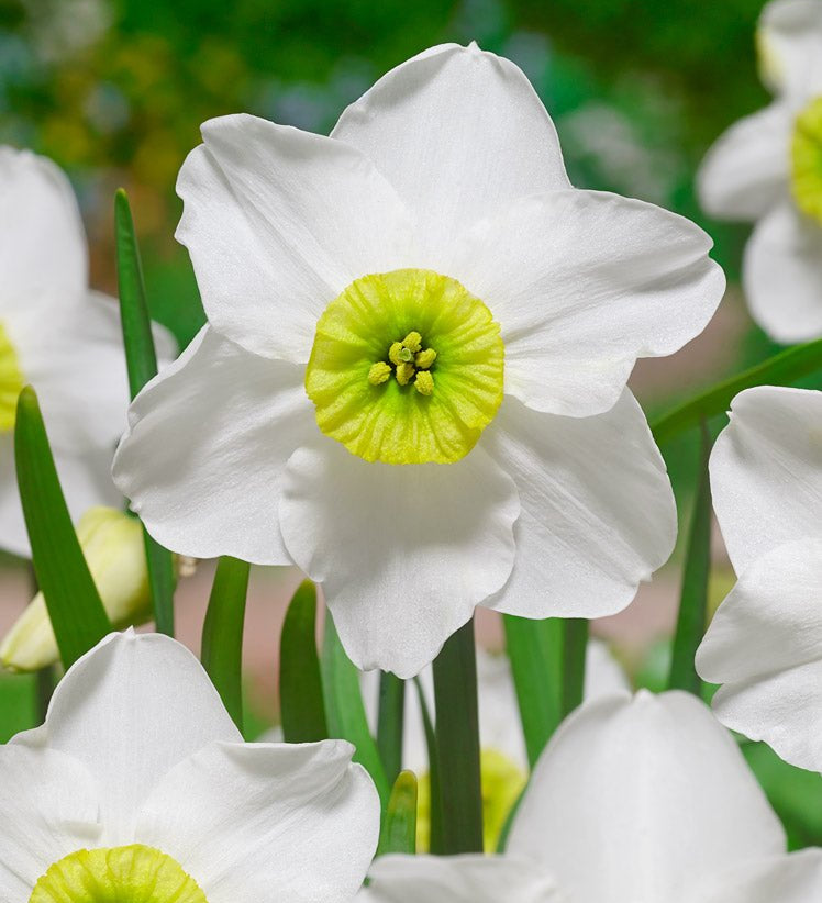 Narcissus Sinopel - The Irish Gardener Store
