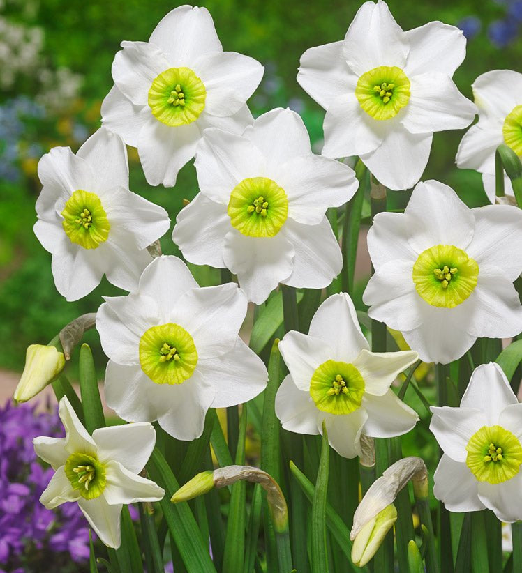 Narcissus Sinopel - The Irish Gardener Store