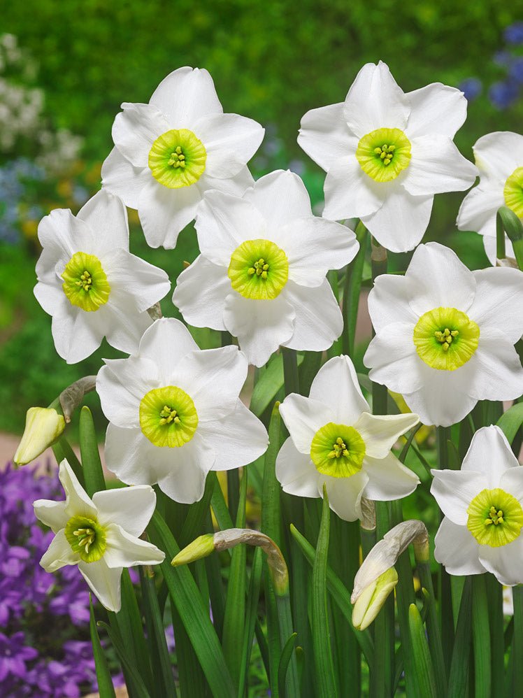 Narcissus Sinopel - The Irish Gardener Store