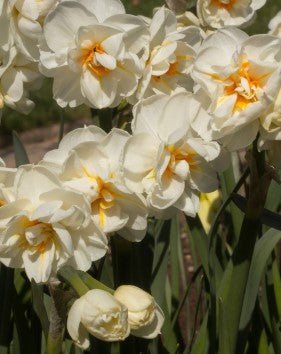 Narcissus Sir Winston Churchill - The Irish Gardener Store