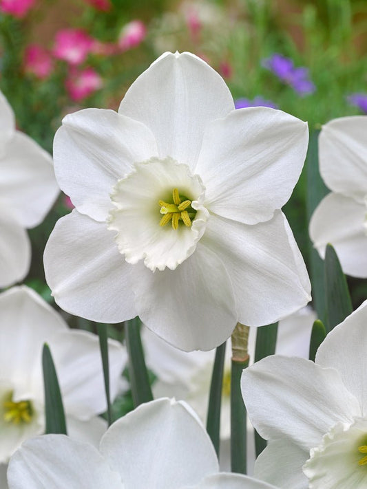 Narcissus Stainless - The Irish Gardener Store