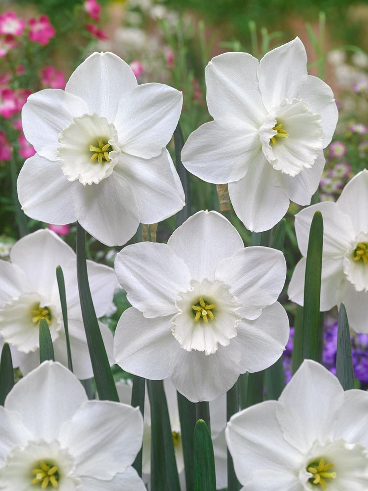 Narcissus Stainless - The Irish Gardener Store
