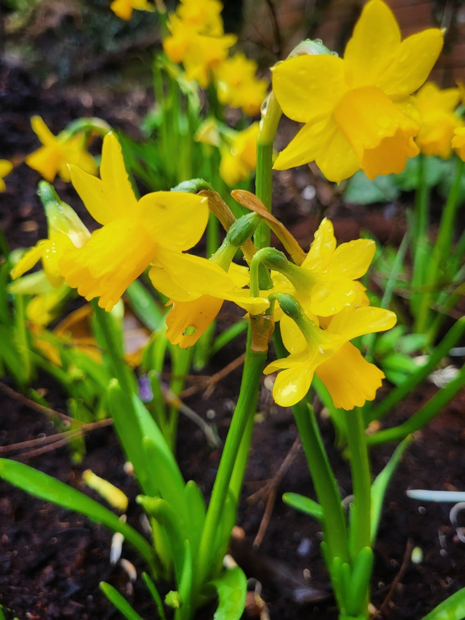 Narcissus Tete a Tete - The Irish Gardener Store