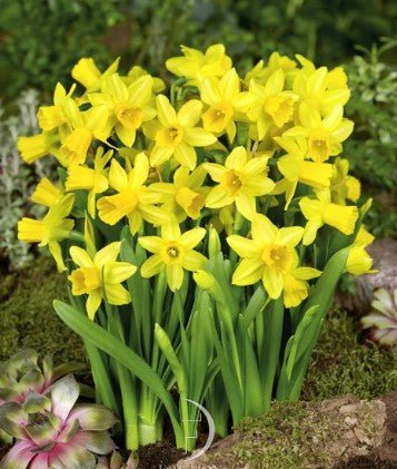 Narcissus Tete a Tete - The Irish Gardener Store