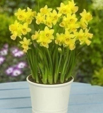 Narcissus Tete a Tete - The Irish Gardener Store