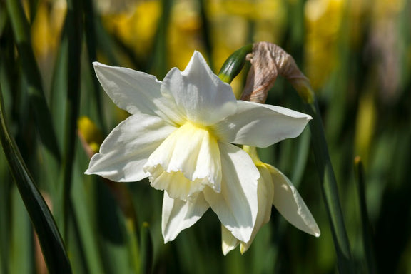 Narcissus Thalia - The Irish Gardener Store