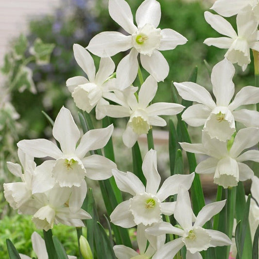 Narcissus Thalia - The Irish Gardener Store