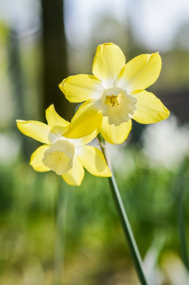 Narcissus Verdin - The Irish Gardener Store