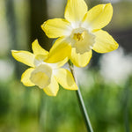 Narcissus Verdin - The Irish Gardener Store