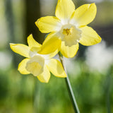 Narcissus Verdin - The Irish Gardener Store