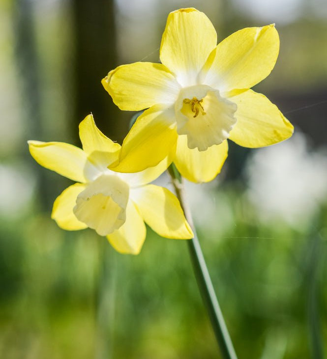 Narcissus Verdin - The Irish Gardener Store