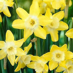 Narcissus Verdin - The Irish Gardener Store